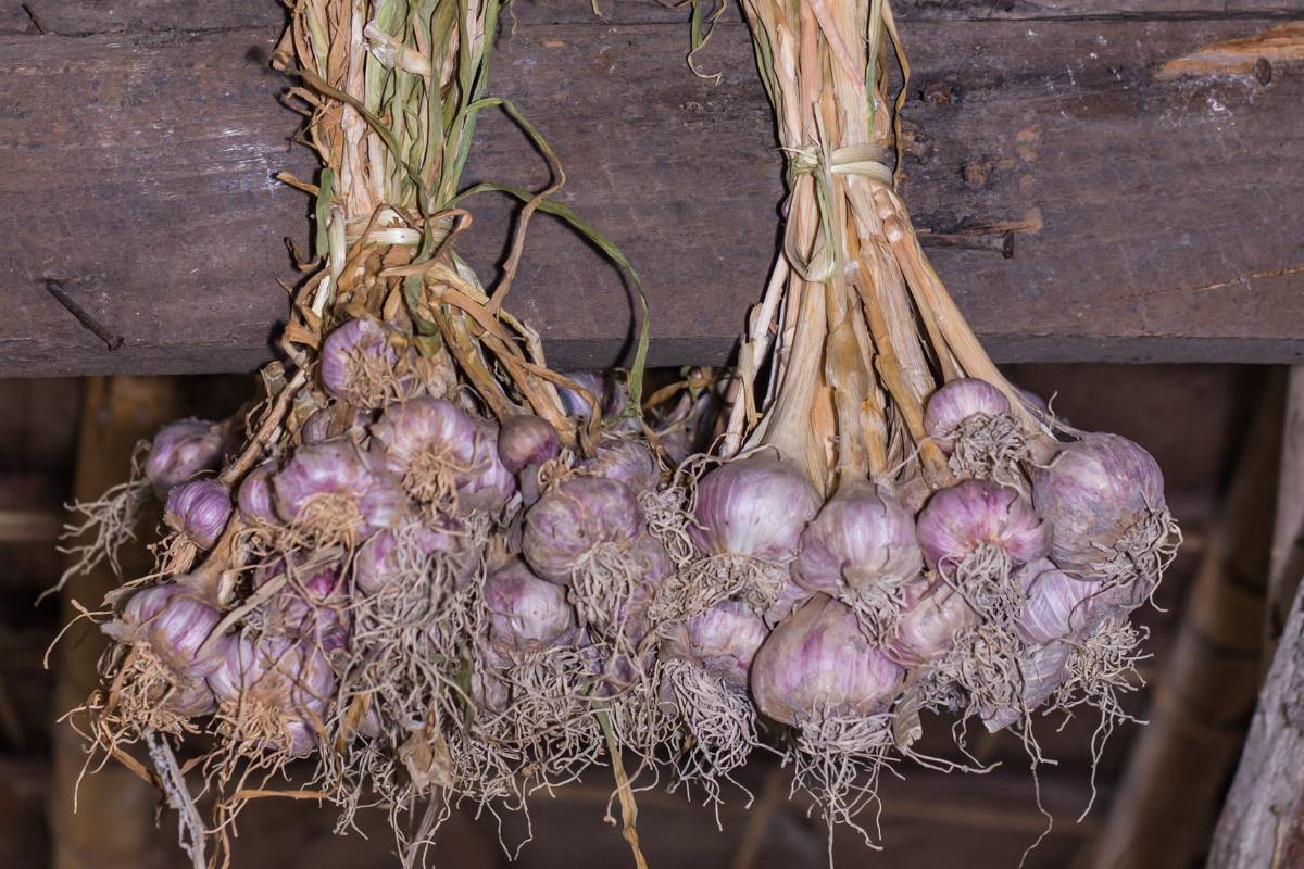 How to Harvest and Cure Garlic The Seed Collection